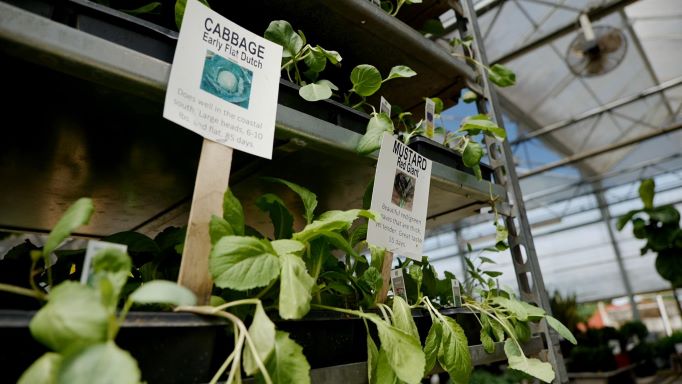 Get It Growing: Now’s the time to plant fall vegetables